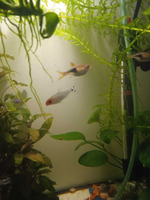 Аквариумные рыбки неоны, расбора. Растения элодея, анубиас.