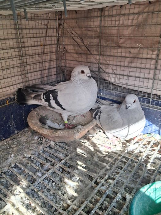 gołębie damasceńskie