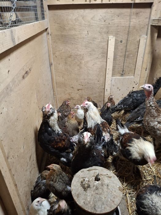 Liliputki karzełki polskie