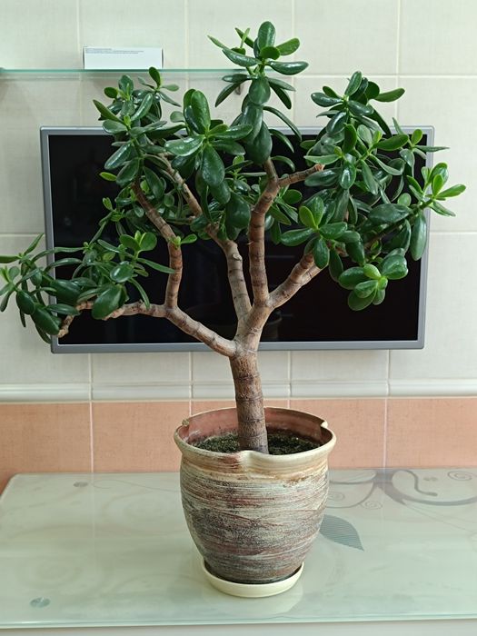 Грошове дерево ( толстянка).