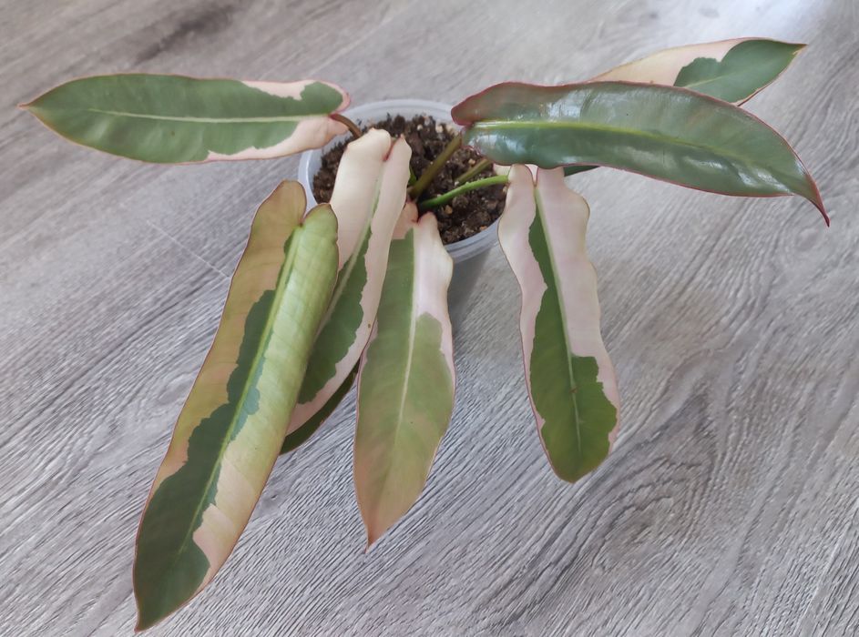 Филодендрон Atabopoense var