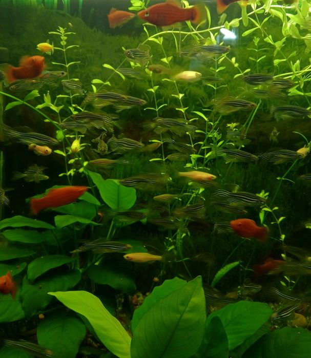 Акваріумні рибки, даніо ГЛО