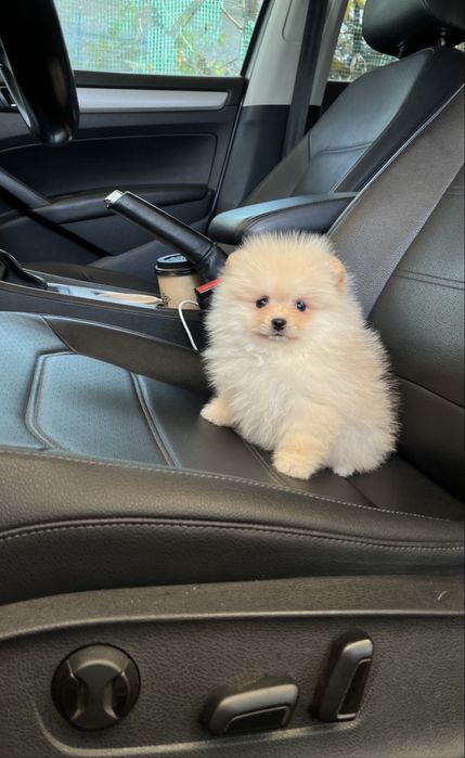 Померанский шпиц для семьи девочка