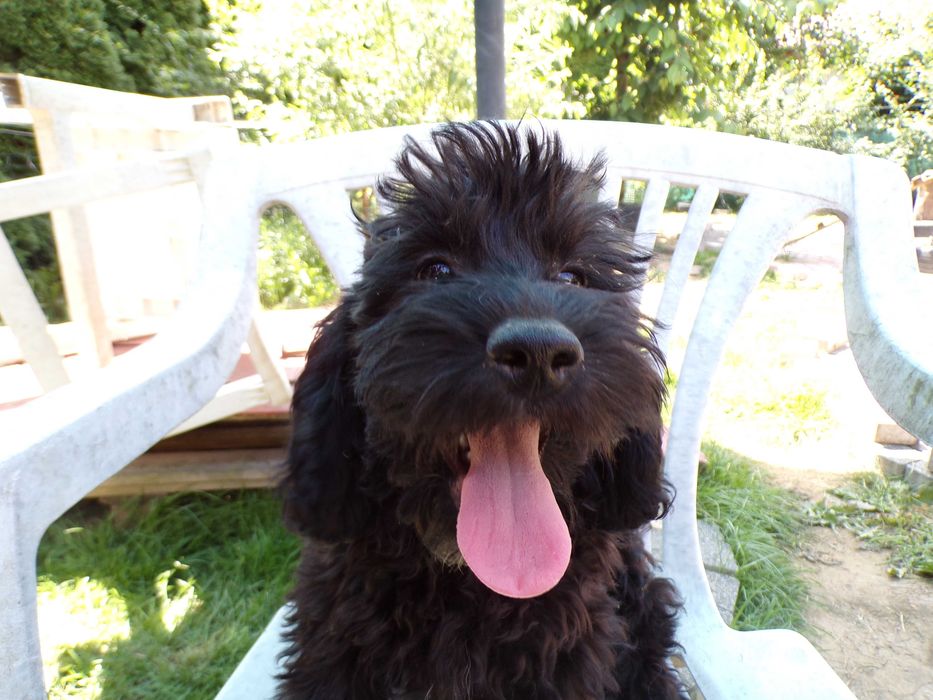 Cockapoo F1b, 5 miesięczna xs sunia (docelowo poniżej 5kg), jak pudel, tata pudel biało/ czarny, FCI, badania