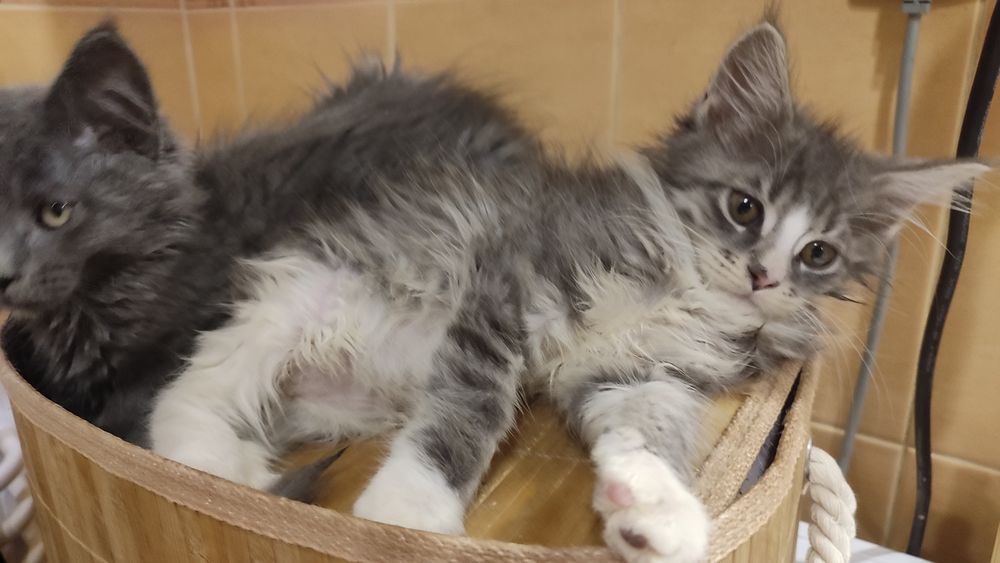 Koteczka MCO z Bluebona*Pl