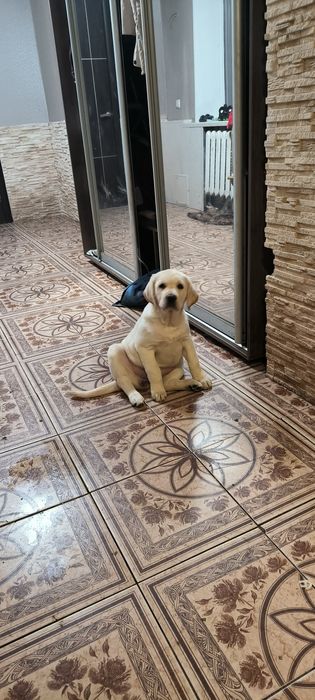 Миша щеночек Лабрадор Ретривер