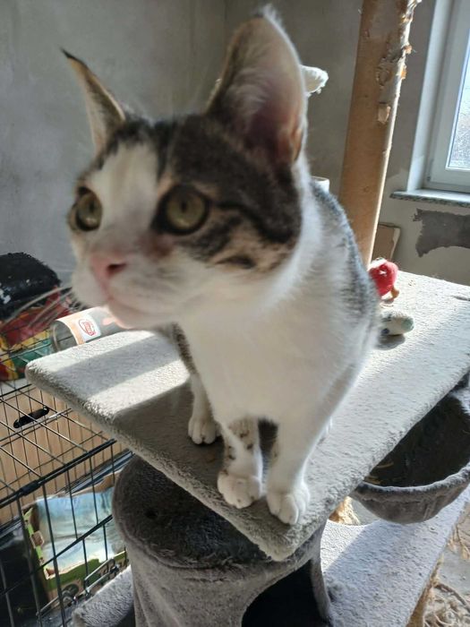Larry młody kocurek do adopcji