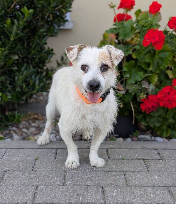 Delikatny Kardynał w typie Jack Rusell Terrier szuka domu. ADOPTUJ
