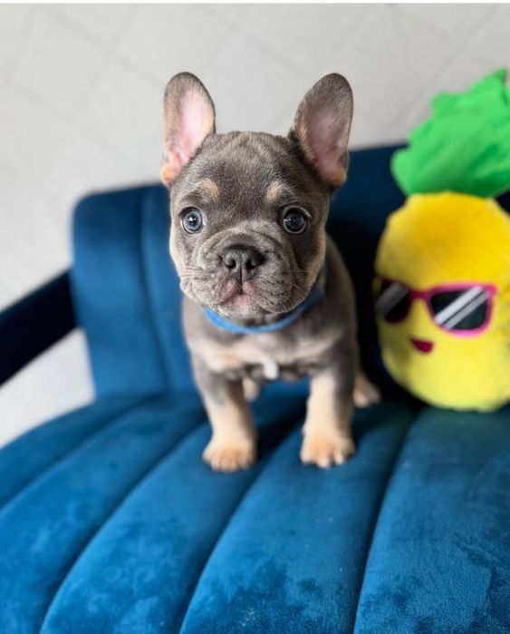 Красавчік француз блакитний "