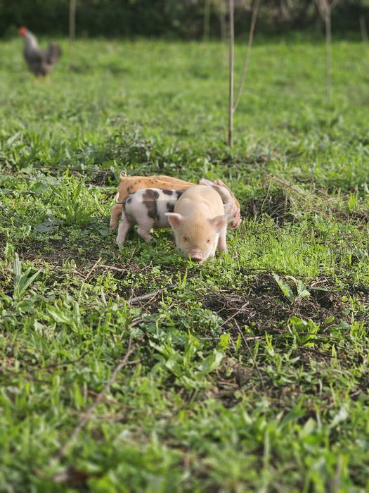 Porcos kunekune Fêmeas e Machos