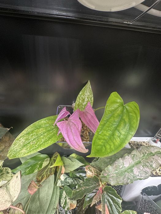 Dioscorea pink pixel, Fallopia variegata