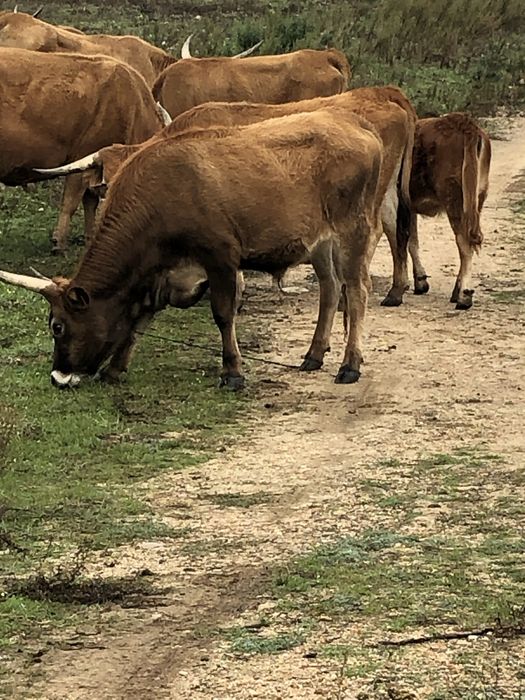 Barrosãs femeas