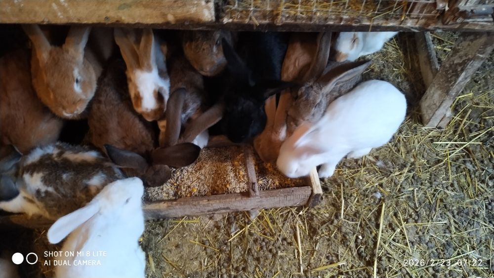 Кролики домашні  різні