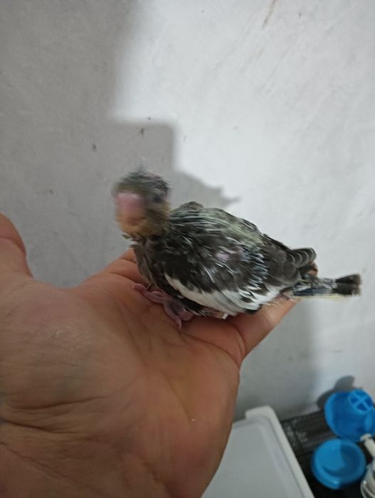 Caturras para acabar de criar a mão