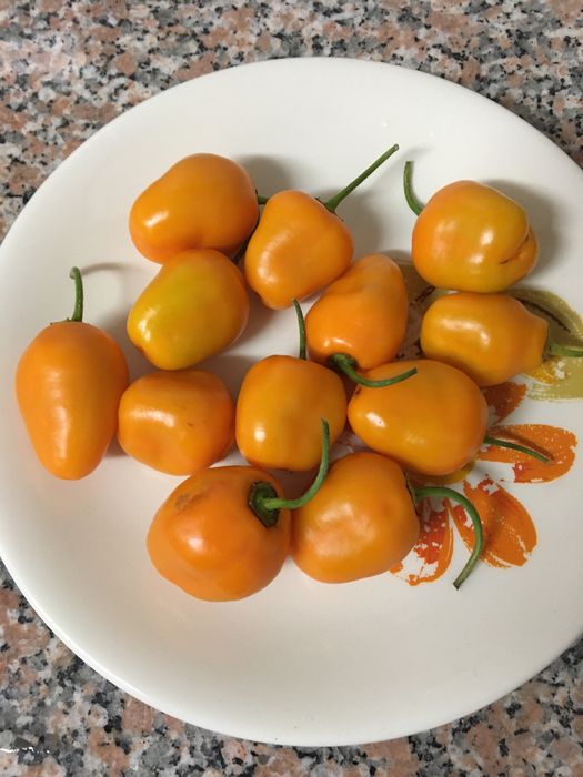 Sementes de pimenta aji oro rocoto