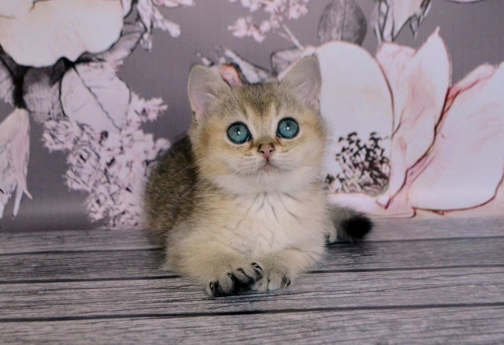 Маленький хлопчик золота шиншила