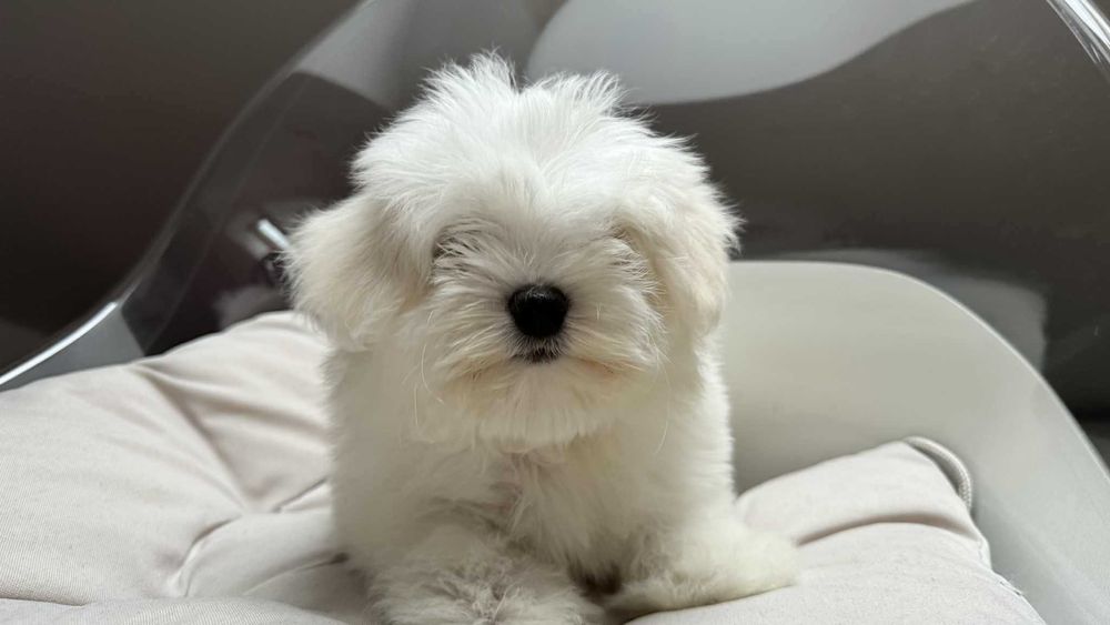 Mini Piesek Maltańczyk z Rodowodem Chipem