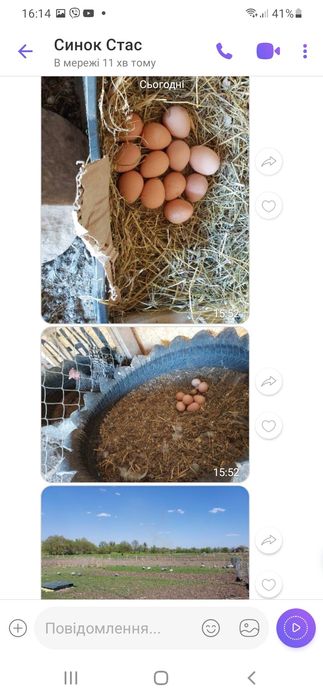 Інкубаційне яйце цесарок