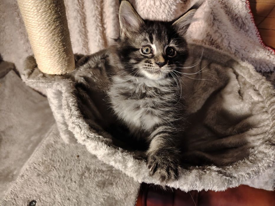 Kocur, Maine coon, kot  z rodowodem, ostatni kotek
