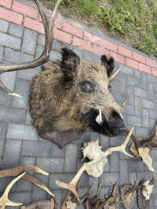 Poroza medalion zrzuty