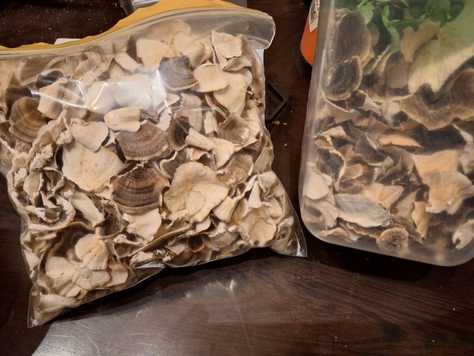 Wrośniak różnobarwny