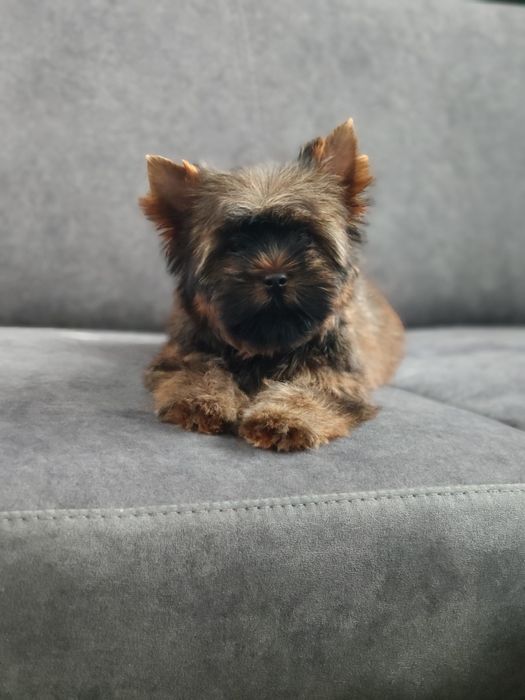 Yorkshire terrier