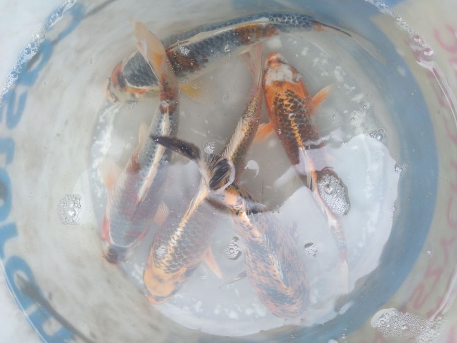 Złoty amur lin karaś karp