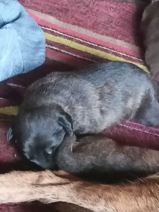 Oddam pieski w dobre ręce.