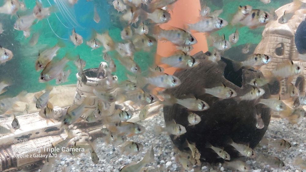 Akwarystyka rybki