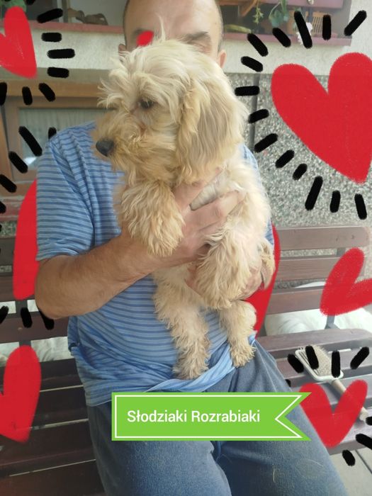 Goldendoodle f1b