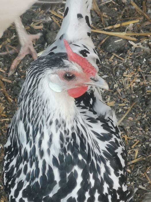 Sprzedam lub zamienię