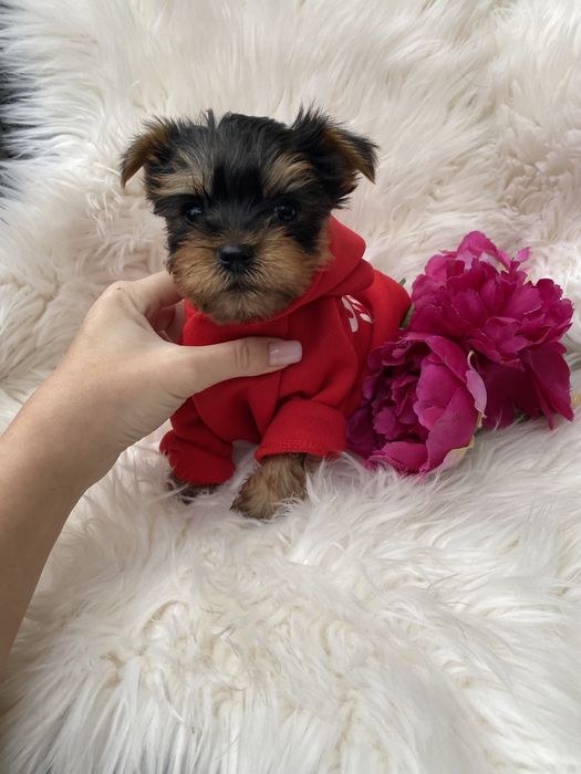 Дівчинка з вет паспортом йорк