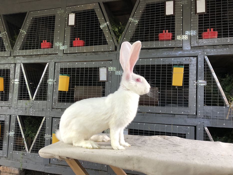 Бельгійський велетень. Фландр. кролики кролі