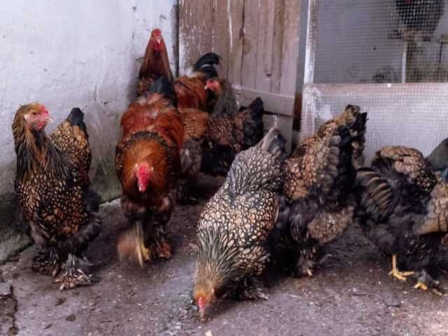 Інкубаційне яйце (курчата). Кохінхін: ізабелла, золото, блакитний.
