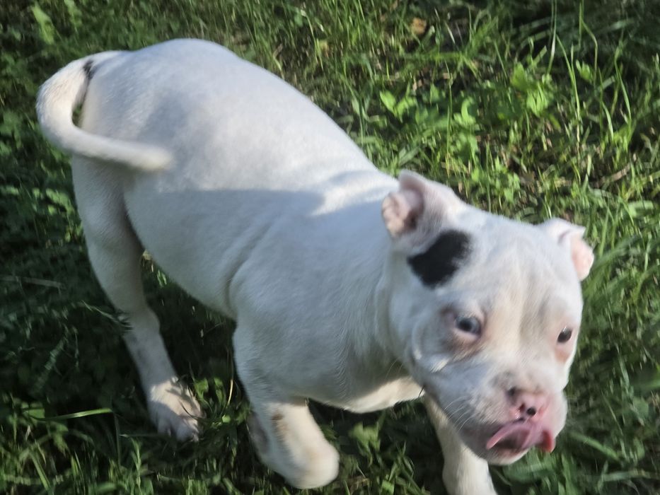 Piesek american bully  z metryką