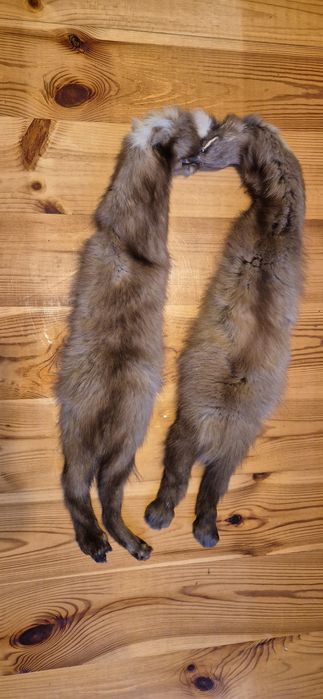 Futro x2 kuna łasica rekonstrukcja historyczna larp cosplay