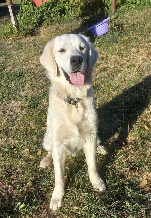 Золотистий ретривер цуценята