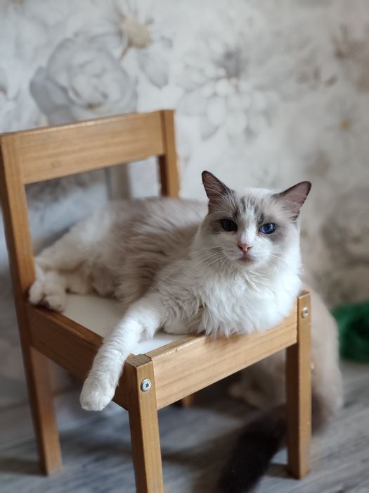 Ragdoll. Kotka. Po sterylizacji