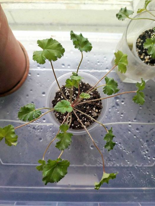 Кімнатна рослина.Пеларгонія духмяна Pelargonium deerwood lavender lass