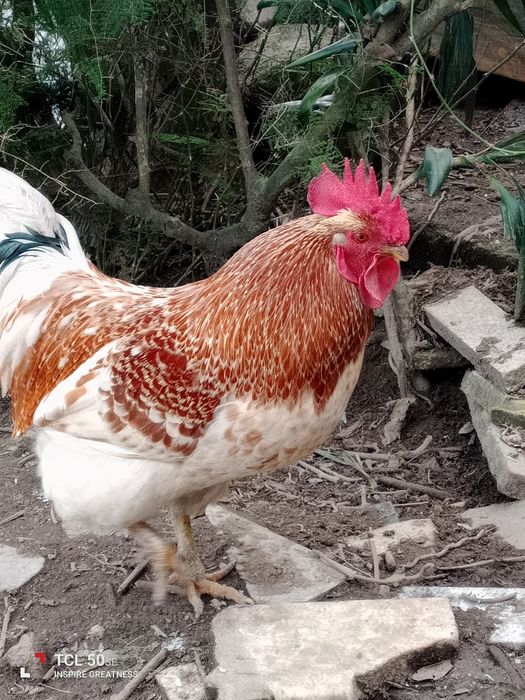 Vendo galo adulto retirar na lameira Celorico de basto