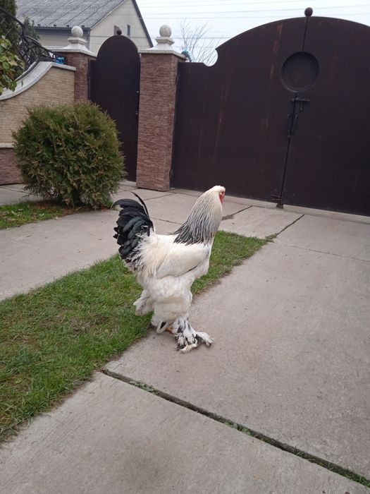 Молодий пітух світлої брами