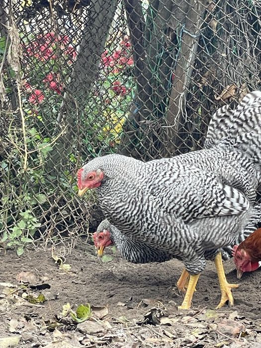 Амрокс. Півні. 5 місяців