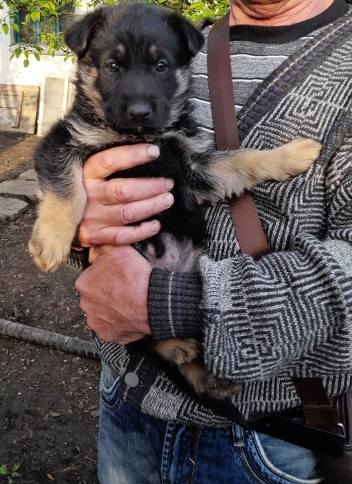 Продам щенков немецкой овчарки