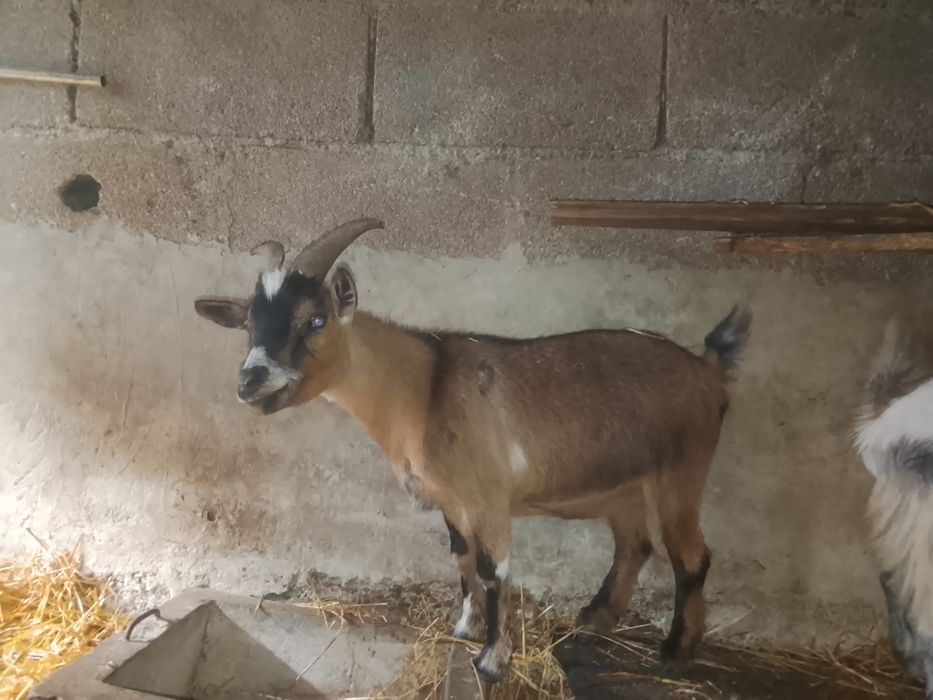 5 Cabras anãs meigas
