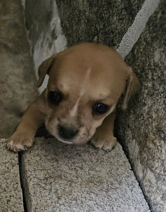 Dou cadelas para adoção responsável