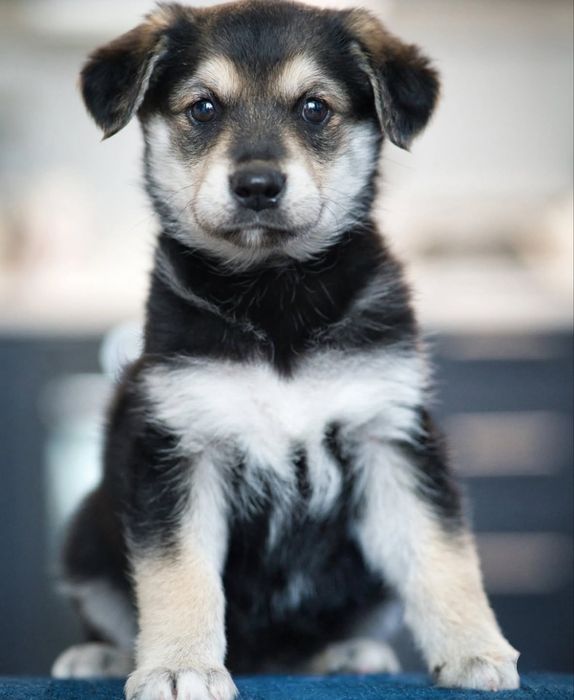 Цуценята безкоштовно