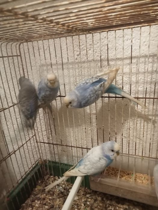 Periquitos novos e adultos