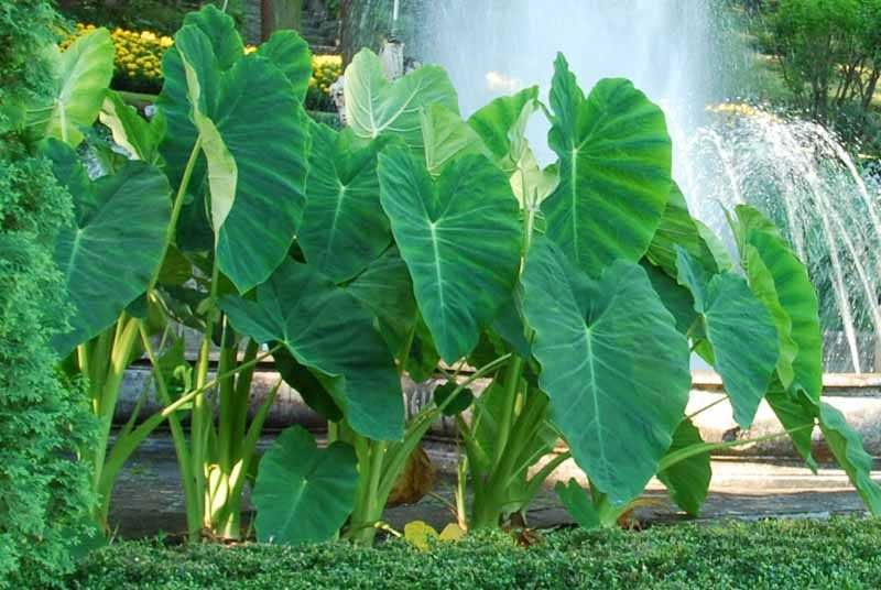 Planta Colocasia