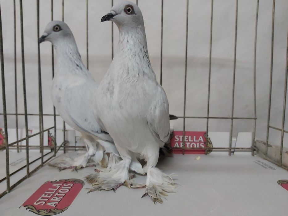 Gołębie Jasne Żałobne Kosmate