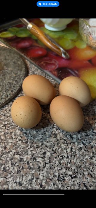 Jaja z wolnego wybiegu